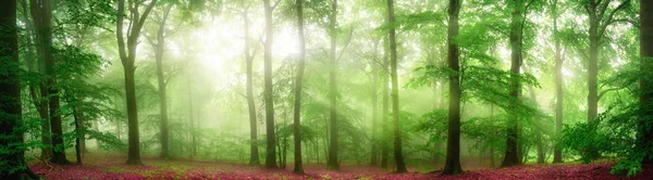 Panorama de bosque brumoso con rayos suaves de luz — Foto de Stock