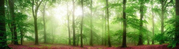 Green forest panorama with soft rays of light falling through fog and flattering the fresh foliage