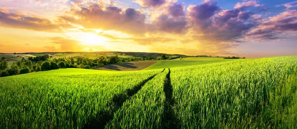 Uitgestrekte groene veld op de prachtige zonsondergang — Stockfoto