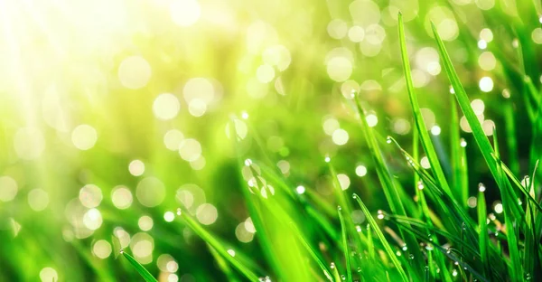 Gräs makro med vattendroppar — Stockfoto