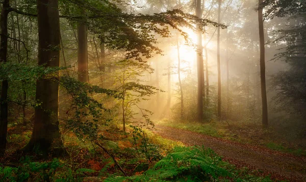 Puslu bir ormandaki Altın ışık — Stok fotoğraf