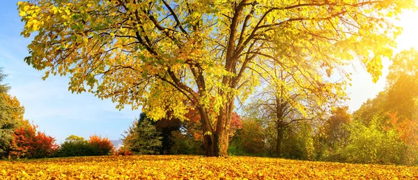 Bel arbre par une journée ensoleillée d'automne — Photo