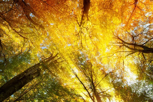 Buntes Baumkronendach mit Sonnenstrahlen im Herbst — Stockfoto