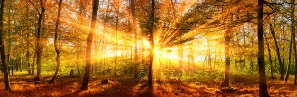 Autumn forest panorama with vivid gold sunbeams — Stock Photo, Image