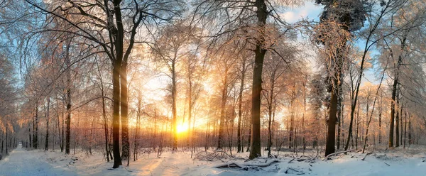 Bir ormandaki batımında kış manzarası — Stok fotoğraf