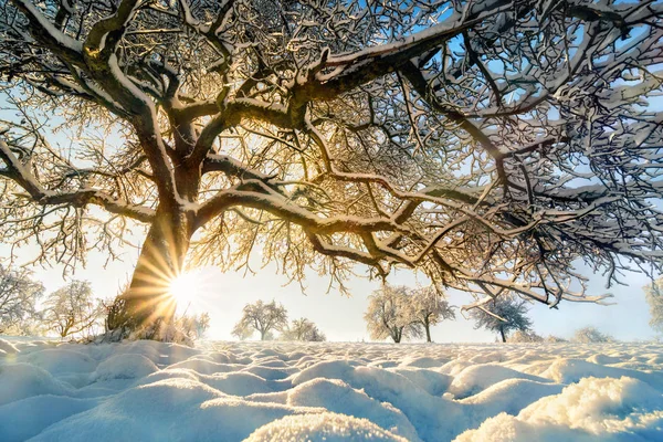 Pejzaż zimowy: podświetlany drzewa na polu — Zdjęcie stockowe