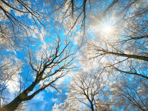 Снег на деревьях на фоне голубого неба — стоковое фото