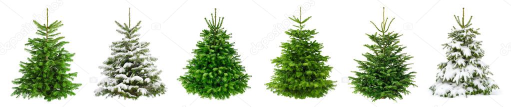 Collection of 6 lush fir trees on pure white for Christmas