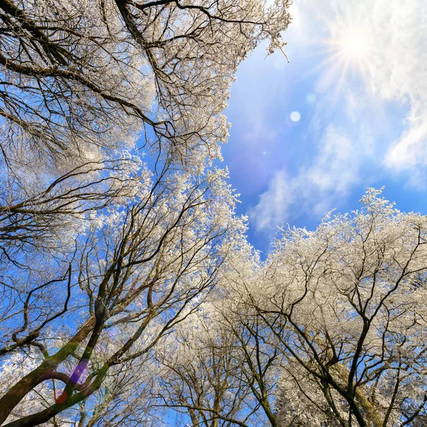 Hoarfrost en las copas de los árboles contra el cielo azul —  Fotos de Stock