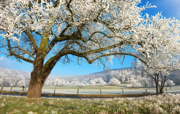 冬日仙境中结霜的树 — 图库照片