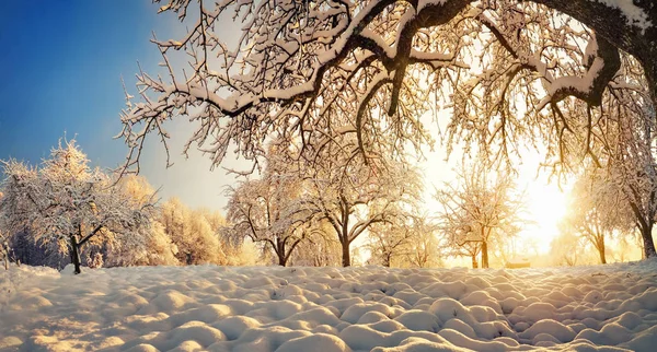 Winterlandschap met sneeuw en gouden zonlicht — Stockfoto