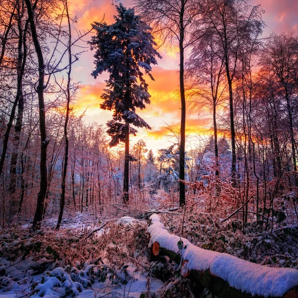 Драматичний зимовий захід у дикій природі — стокове фото