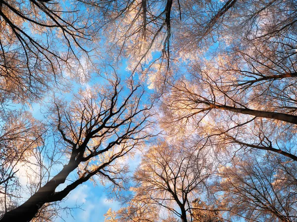 푸른 하늘을 배경으로 한 숲의 덮개 위의 눈 — 스톡 사진