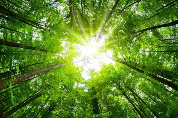 Ширококутний навіс, знятий в красивому зеленому лісі — стокове фото