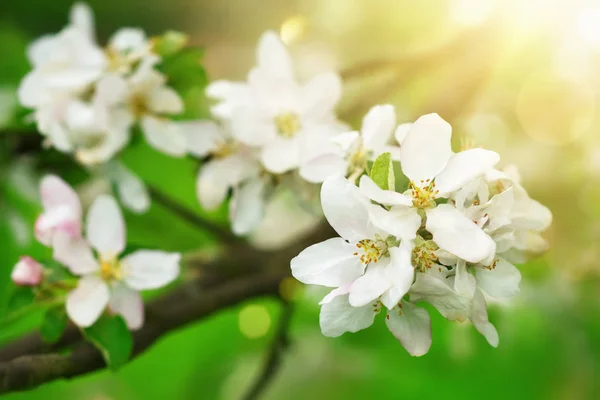 Весняне цвітіння з приємними променями сонця — стокове фото