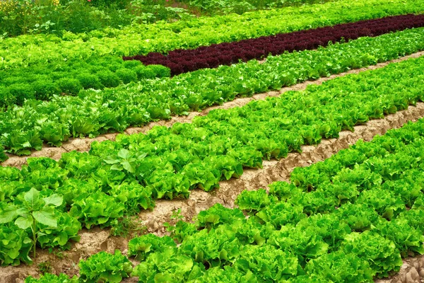 Rows of lettuce on a field — Stock Photo, Image