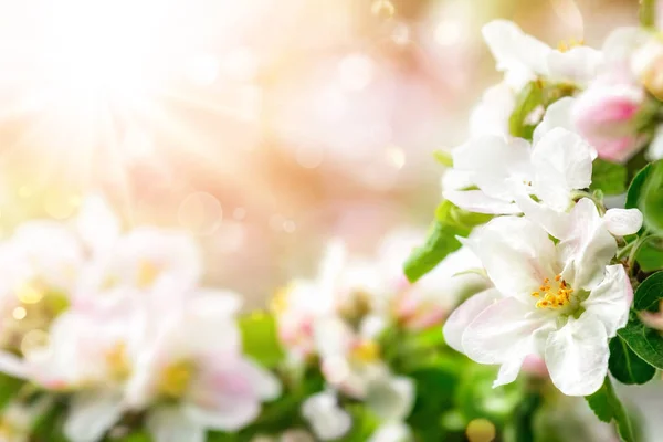 Spring blossoms background in pleasing tender colors — Stockfoto