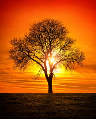 Bare tree, sun and vivid red sky