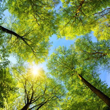 Green treetops, the sun and blue sky