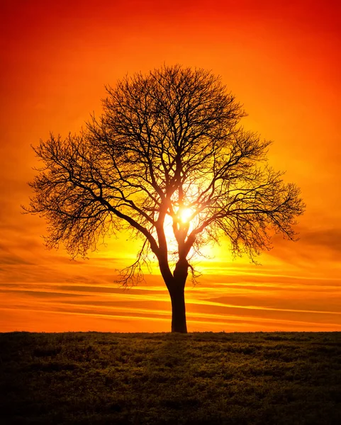 Bare boom, zon en levendige rode hemel — Stockfoto