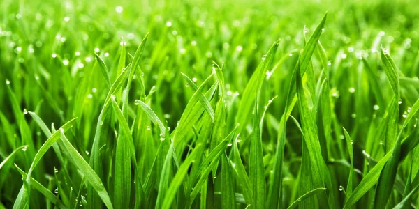 Крупный План Пышной Зеленой Травы Капельками Росы Мягком Утреннем Свете — стоковое фото