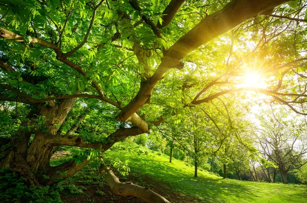 Sol Quente Agradável Visto Baixo Uma Árvore Parque Com Prado — Fotografia de Stock