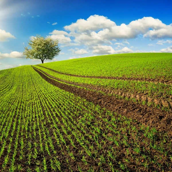 Sentiers Sur Champ Avec Jeunes Plantes Menant Arbre Solitaire Horizon — Photo