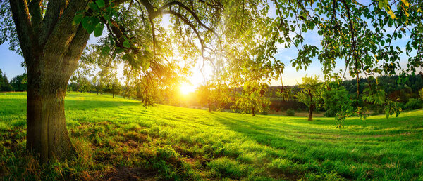 Sunset view from under a tree on a green meadow with hills on the horizon