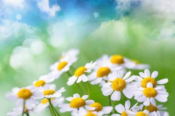 Fiori Camomilla Sfondo Fantasia Astratta Prato Verde Cielo Blu — Foto Stock