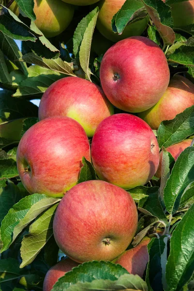 Bunte Außenaufnahme Mit Einem Bündel Roter Äpfel Auf Einem Zweig — Stockfoto