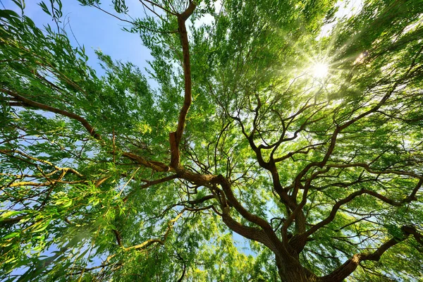 Güneşin Yeşil Yaprakların Arasından Parladığı Güzel Söğüt Ağacı Örtüsü — Stok fotoğraf