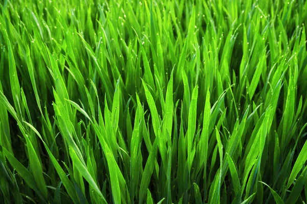 Fechar Exuberante Grama Verde Vibrante Sem Cortes Campo Luz Manhã — Fotografia de Stock