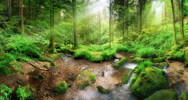 迷人的全景森林风景 柔和的光线穿过树叶 一条清澈的溪流 — 图库照片