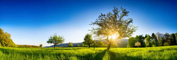 緑の草原の木の上に輝く太陽 日没前に澄んだ青い空を持つパノラマの活気のある田園風景 — ストック写真