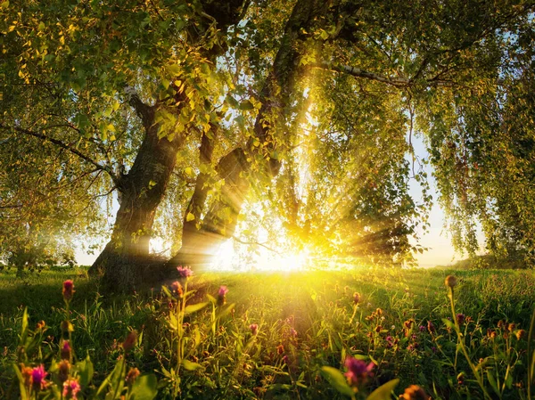木々の下から見た牧草地の豪華な田園風景夕日の風景 暖かい金色の気分 — ストック写真