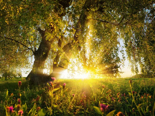 Underbar Landsbygd Landskap Solnedgång Landskap Äng Sett Från Ett Träd — Stockfoto