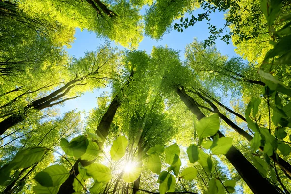 Magnífica Vista Hacia Arriba Las Copas Los Árboles Bosque Hayas — Foto de Stock