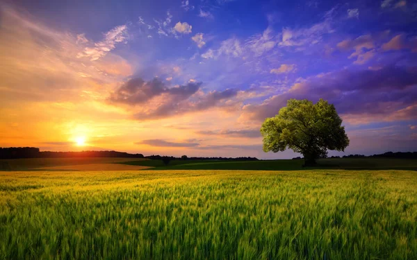 地平線に一本の木があり 空がドラマチックで感情的な色で描かれているオープンフィールド上の夕日の風景 — ストック写真