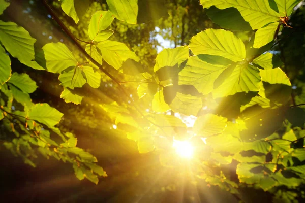 緑の葉が接近し 森の背景と太陽が暖かい金色の光線を葉の中に投げかける — ストック写真