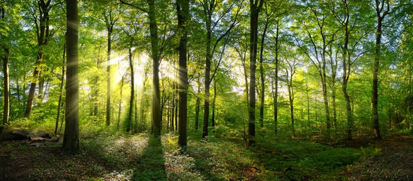 Panorama of a green forest of deciduous trees with the sun casting its rays of light through the foliage