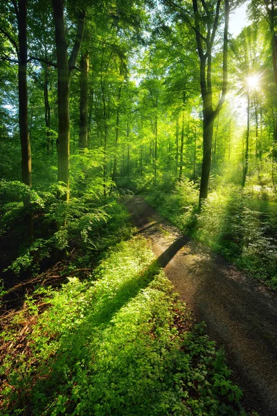Raios Solares Criam Cenário Verde Vibrante Luz Sombras Caminho Florestal — Fotografia de Stock