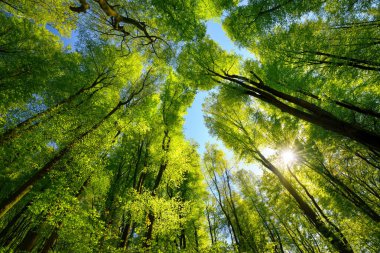 Taze yeşil yapraklar, güneş ışınları ve açık mavi gökyüzü ile kayın ormanındaki ağaçların tepelerini görkemli bir şekilde görüyor.