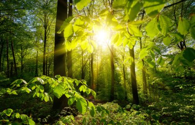 Güzel yeşil orman manzarası: arka plandaki ağaçları çerçeveleyen güneş ve yeşil dallar