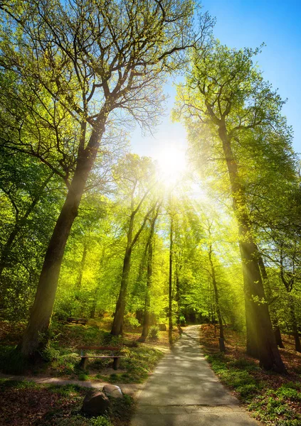 Fényes Napsugarak Gyönyörűen Esik Fák Egy Park Vezet Felfelé Nap — Stock Fotó