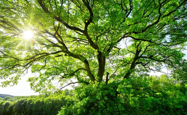 Sol Brilla Brillantemente Través Las Ramas Torcidas Majestuoso Árbol Verde —  Fotos de Stock
