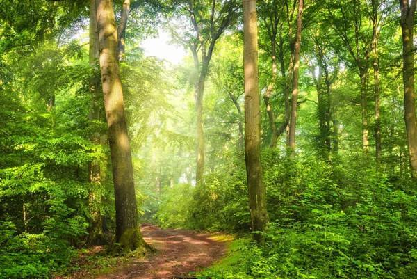 Floresta Verde Com Poços Névoa Luz Solar Quente Caindo Através — Fotografia de Stock