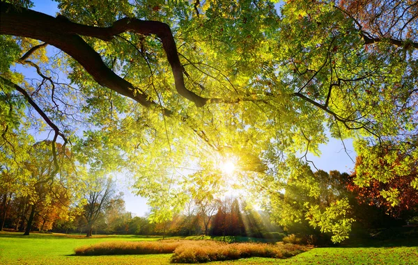 Güneş parlak ışınlarını bulutsuz bir günde parktaki görkemli büyük bir dala saçıyor.