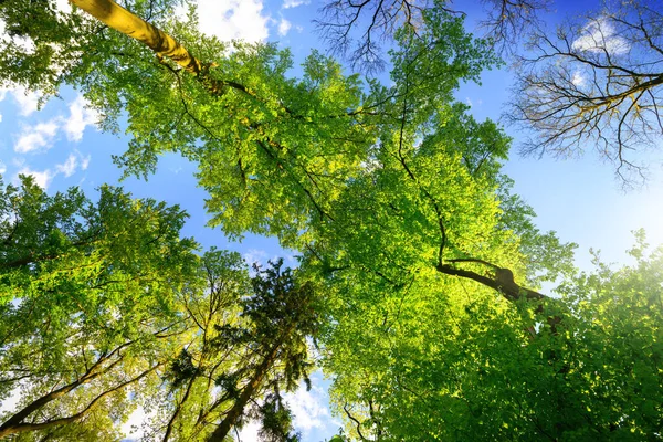 Green Trees Growing Tall Blue Summer Sky Worms Eye View — Stock Photo, Image