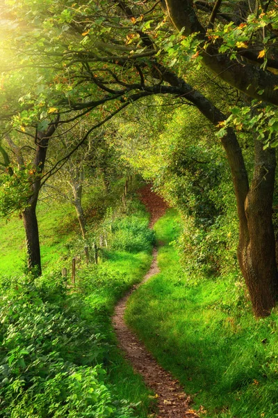 Hajlított Gyalogút Vezet Keresztül Élénk Zöld Keretezett Gyönyörű Ágak Fák — Stock Fotó
