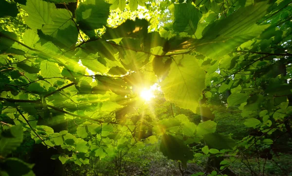 温暖的太阳围绕在森林中美丽的绿叶上 闪烁着金色的光芒 — 图库照片